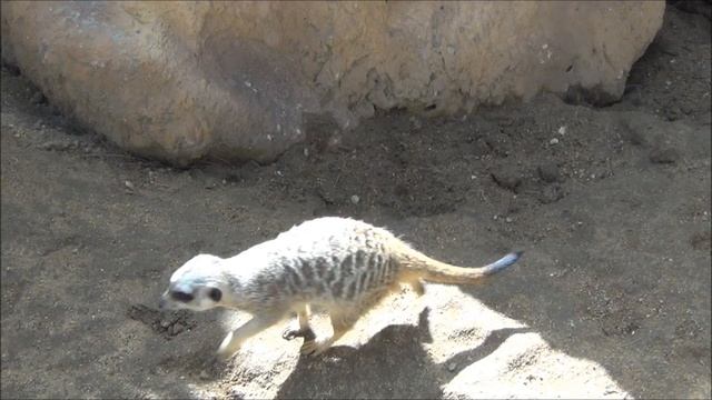 Lisbon Zoo full HD смотреть онлайн