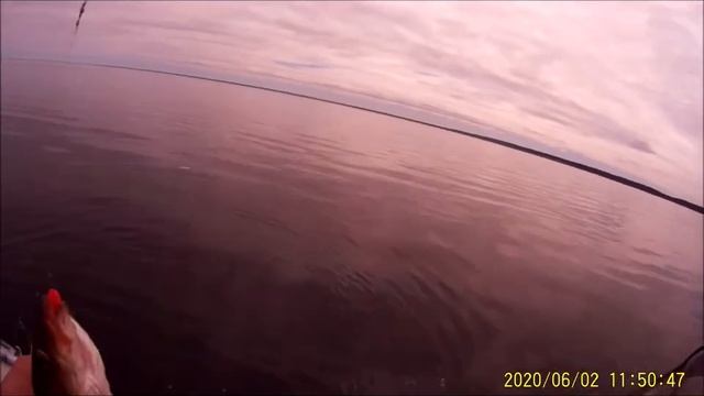 Треска,  белое море.mp4