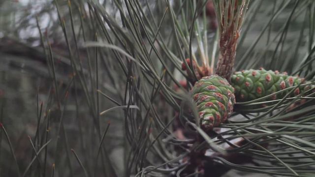 Прекрасная дождливая Одесса смотреть онлайн