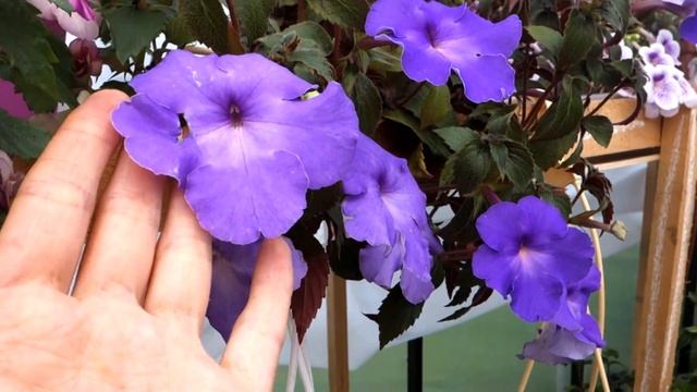 Ахименес Kim blue смотреть онлайн