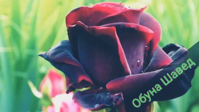Бибор борун дилам гам дорад имшаб... смотреть онлайн