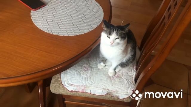 Зафевралило,а у нас пирожки с капустой? смотреть онлайн