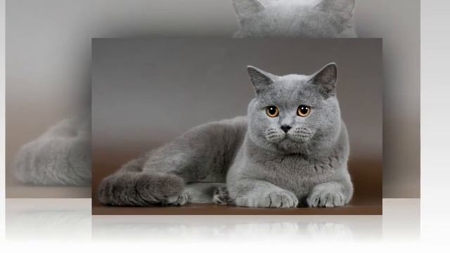 Кошки британской породы смотреть онлайн