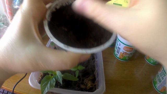 Пикировка перца. Полезные советы. Подробное видео. смотреть онлайн