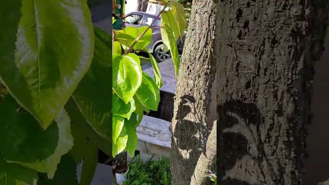 Результат прививки черешня на вишню (спустя год). Прививка черешня на вишню. смотреть онлайн