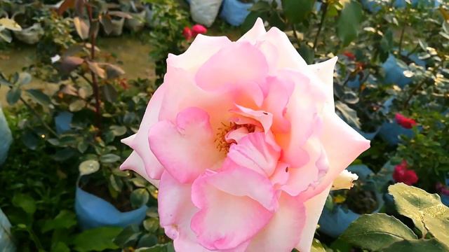 Rose Flower | Beautiful Rose Varieties | Rose Plant смотреть онлайн