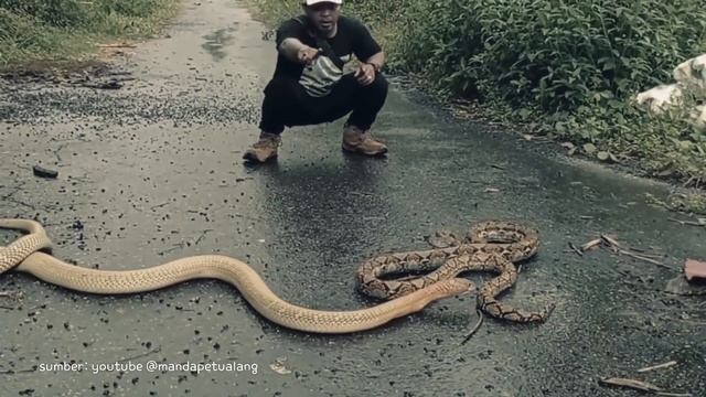 10 Animals That Could Defeat A Python смотреть онлайн