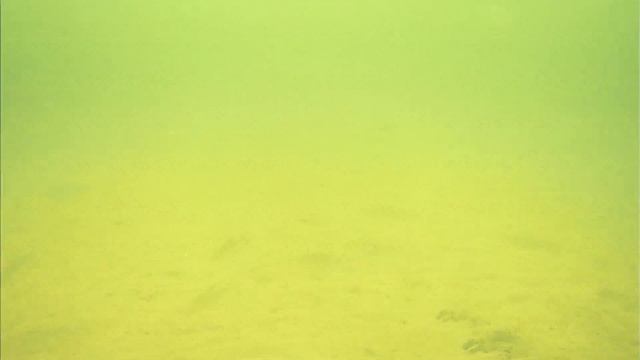 Подводное видео с Петровичского водохранилища. Зима 2023 смотреть онлайн