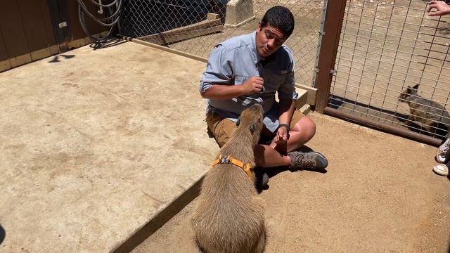 The Incredible Facts About Capybaras! смотреть онлайн
