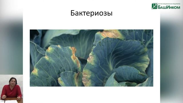 Увеличить урожайность овощных культур на 15-25 % – реально!