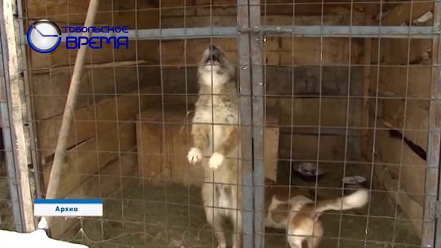 НОВЫЙ ПРИЮТ ДЛЯ СОБАК смотреть онлайн