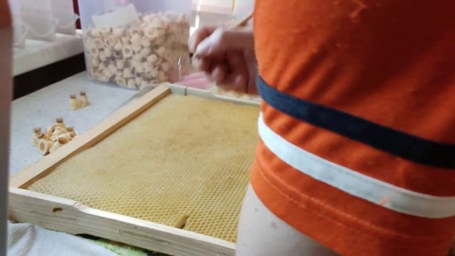 Делаем прививку кардована. смотреть онлайн