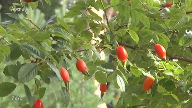 В Колпашевском районе определили сроки сбора дикоросов смотреть онлайн