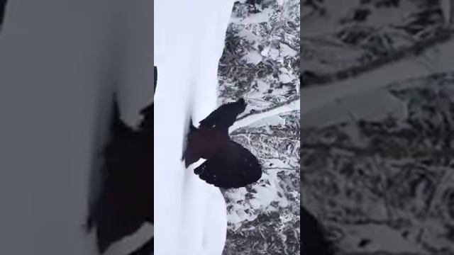 пение глухаря