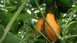 ВЫРАЩИВАНИЕ ПАПАЙИ В ДОМАШНИХ УСЛОВИЯХ