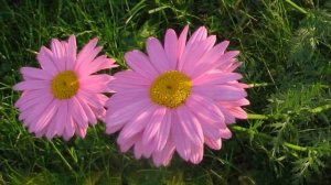 АИДА ВЕДИЩЕВА  "ВСЁ РАВНО ТЫ БУДЕШЬ МОЙ "