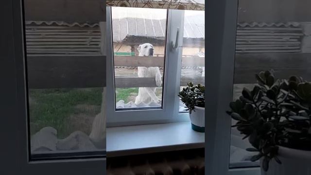Вот так Шик маму ищет )))) выпускник питомника ТИМЕРТАШ ШИК И БЛЕСК (Тюмень) Вопросы по +7904888182 смотреть онлайн