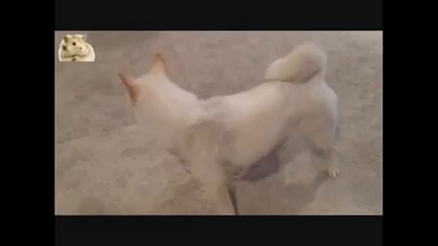 Самые прикольные и веселые собаки Сиба ину 3 TOP Funniest Shiba Inu 3 Videos смотреть онлайн