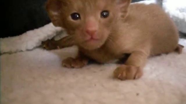 Gabi's Cinnamon Oriental Kitten смотреть онлайн