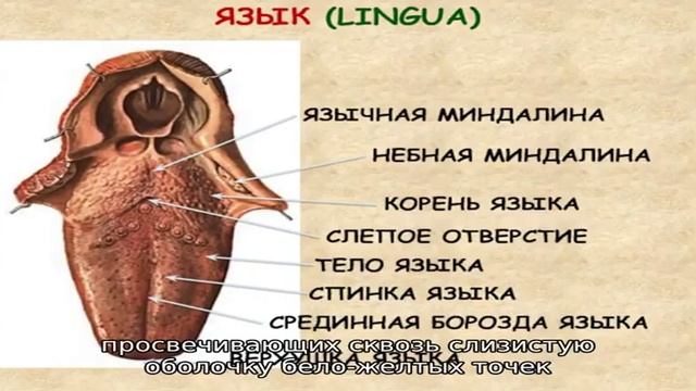 Признаки воспаления и методы лечения язычной миндалины смотреть онлайн