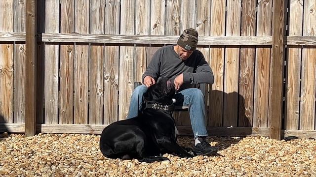 Why Cane Corso's are so Dangerous #canecorso #dogs смотреть онлайн