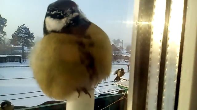 Синицы налетели