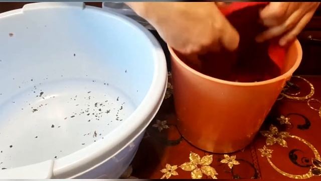 Чай из листьев клубники/All MAE смотреть онлайн