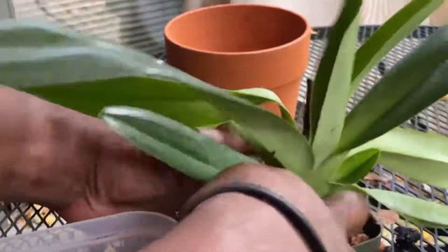 AN ORCHID A DAY EPISODE 355 I A PAPHIOPEDILUM REPOT AND A MAXILLARIA MOUNTING #orchids смотреть онлайн