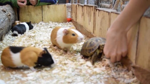 Морские свинки или хомяки. Кормление и учет присутствия черепахи смотреть онлайн