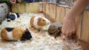 Морские свинки или хомяки. Кормление и учет присутствия черепахи