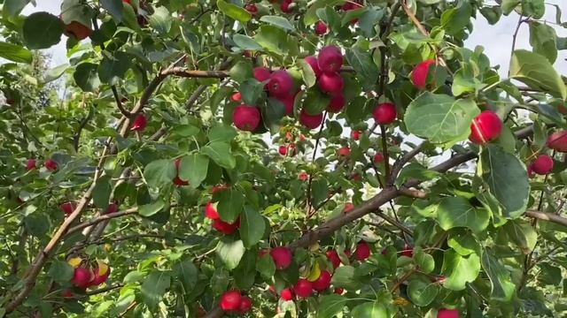 Яблоня Жебровское. Выращиваем в Сибири. Кедр-Сад смотреть онлайн