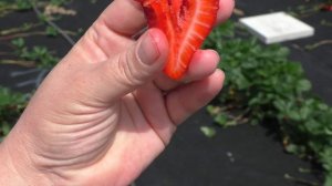 САН АНДРЕАС ремонтантный сорт клубники