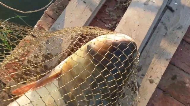 Толстолоб 7.4 кг летом на планктон. Первый мой трофей. смотреть онлайн