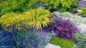 Декоративные злаки для сада: основные секреты выращивания