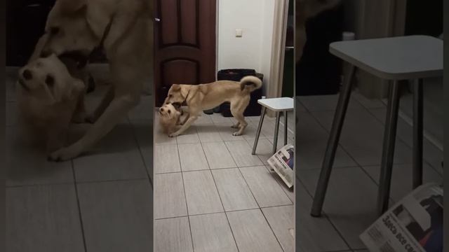 Шила и Харли играют 🥰🙏 смотреть онлайн