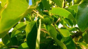 #хурма #какцвететхурма  Опадает завязь хурмы