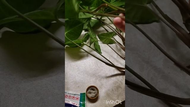 ПЕРЕСАДКА СИНГОНИУМ НА ПРОДАЖУ ) смотреть онлайн