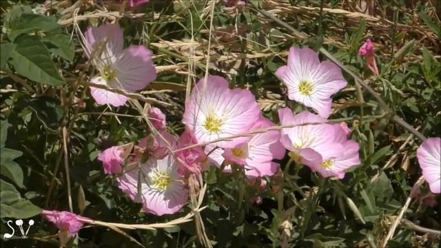 Pinkladies / Oenothera speciosa / Ослинник красивый (Энотера). Приморские цветы смотреть онлайн