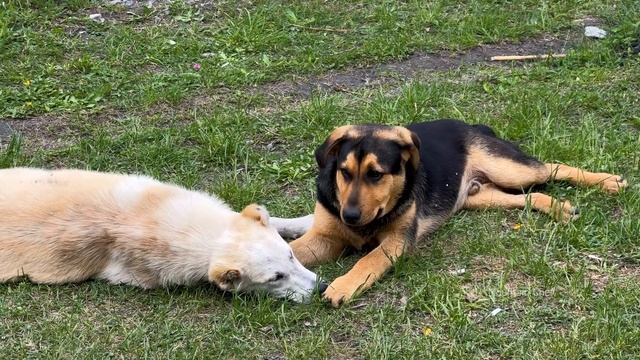 NATIONAL MEAL OF AZERBAIJANI CUISINE DOVGA! MOUNTAIN VILLAGE LIFE | PLAIN YOGHURT HERBS MADE SOUP