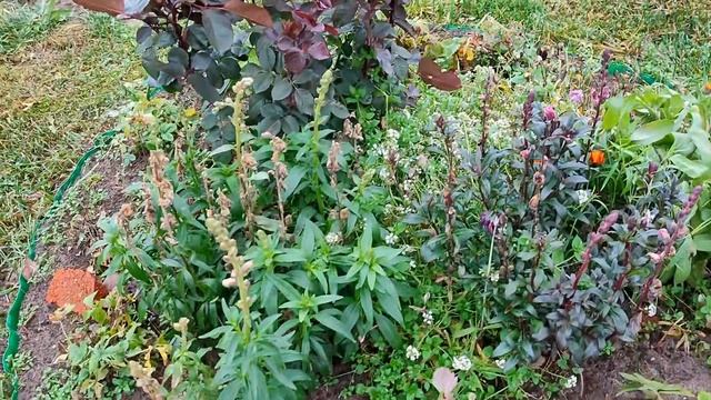 Мой участок в начале НОЯБРЯ \ Осенний сад \ Осенняя природа смотреть онлайн