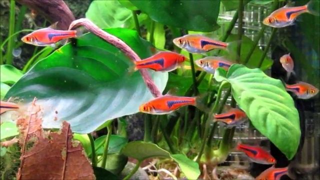 Rasbora Espei смотреть онлайн
