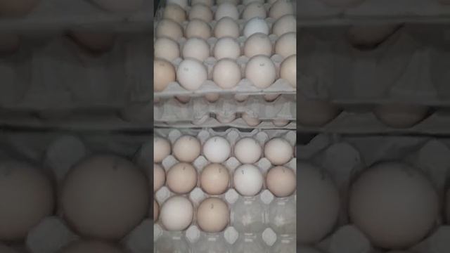 Бройлер Венгрия смотреть онлайн