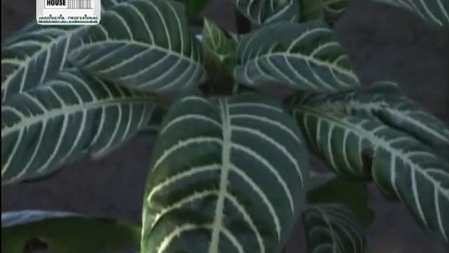 Plantas para interiores: pata de elefante, afelandra, clivia смотреть онлайн