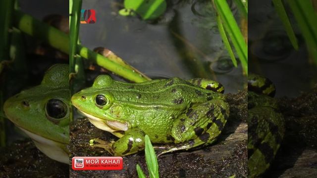 кузнечик смотреть онлайн