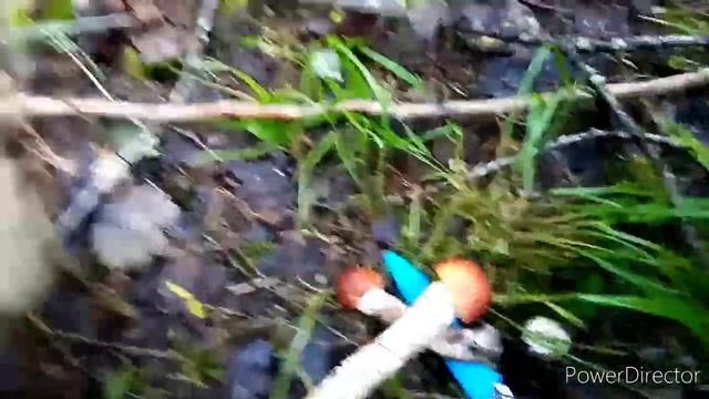 Сбор Грибов Подосиновиков и Белых#грибы #лес #отдыхнаприроде #белыегрибы #Подосиновик смотреть онлайн