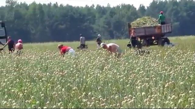 Ручная уборка цветоносов чеснока смотреть онлайн