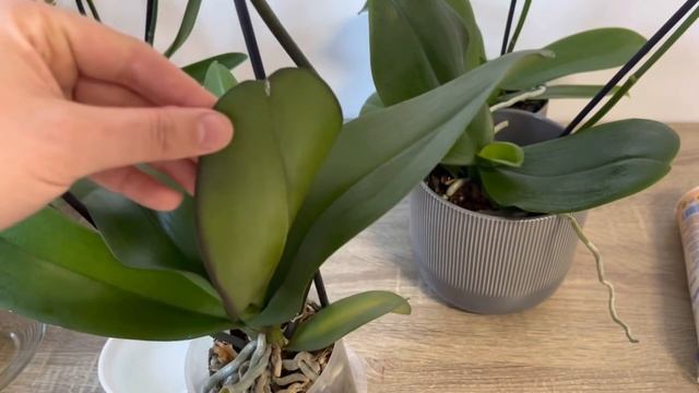 Orkideye Bunu Yapın Bol Çiçek Açsın Canlı Sert Yapraklar Ve Bol Sağlıklı Kök Çıkarsın/