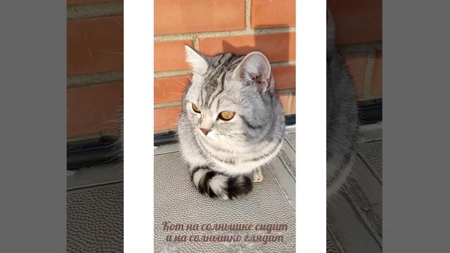 Просто приблудный Кот? смотреть онлайн