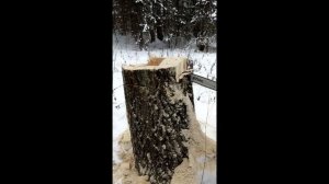 Делаем солонец для лося.