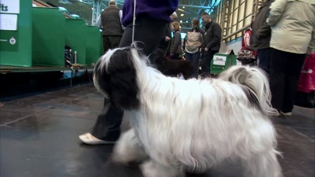 Tibetan Terrier dog breed guide смотреть онлайн
